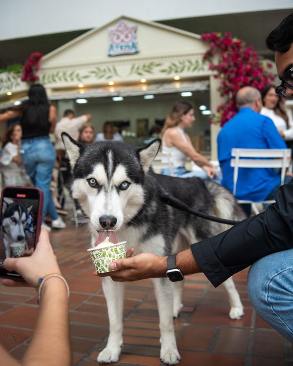 Un husky probando helado de yogurt en Atena